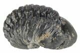 Enrolled, Reedops Trilobite - Atchana, Morocco #252785-1